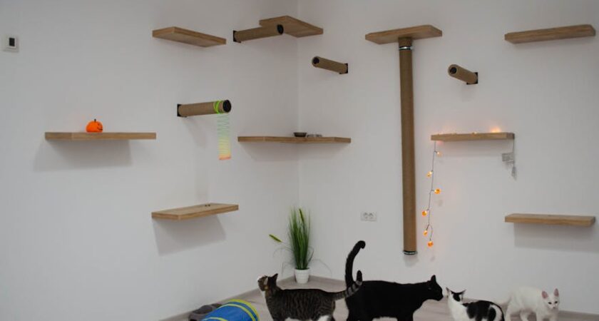 Kocia autostrada na ścianie - projekt, wymiary i montaż krok po kroku