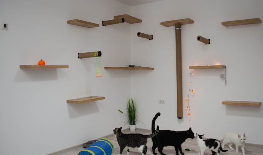 Kocia autostrada na ścianie - projekt, wymiary i montaż krok po kroku